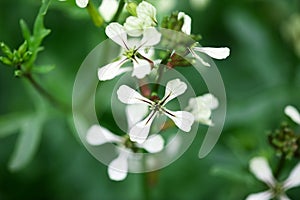 Arugula flower. Eruca lativa plant. Rucola blossom. Farmland arugula. Rocket salad. Food spice and herbs. Spring garden in