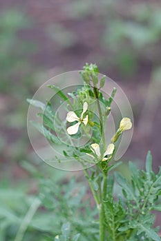 Arugula flower. A green sprig of arugula with leaves and yellow flowers.