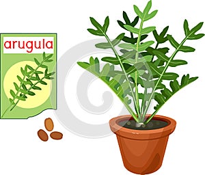 Arugula (garden rocket plant) plant with green leaves in flower pot and open sachet with seeds