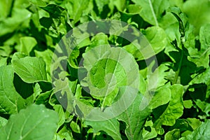 Arugula, healthy leafy greens used in Rocket salad, and other salads, summer abundance photo