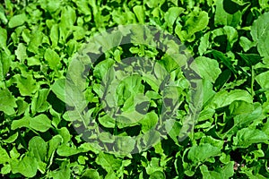 Arugula, healthy leafy greens used in Rocket salad, and other salads, summer abundance photo