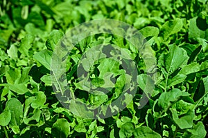 Arugula, healthy leafy greens used in Rocket salad, and other salads, summer abundance photo