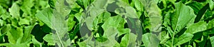 Arugula, healthy leafy greens used in Rocket salad, and other salads, summer abundance photo