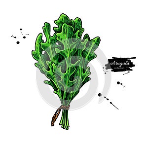 Arugula leaf bunch hand drawn vector illustration. Isolated Vegetable object.