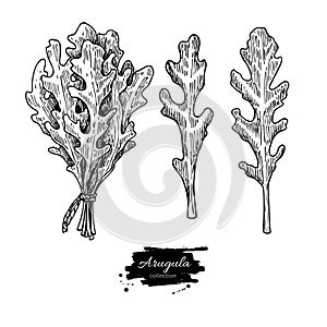 Arugula leaf hand drawn vector illustration set. Isolated Vegetable engraved style object. Detailed vegetarian food