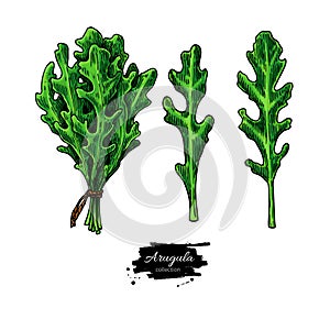 Arugula leaf hand drawn vector illustration set. Isolated Vegetable object
