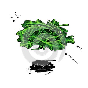 Arugula leaf heap hand drawn vector illustration. Isolated Vegetable object.
