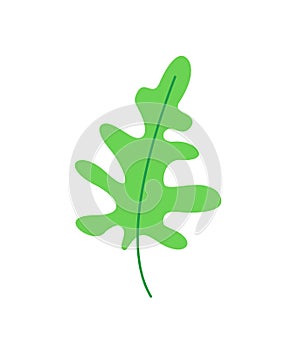 Arugula leaf. tree leaf isolate. sprig herbarium. plant - color vector illustration isolated on white background. plant design