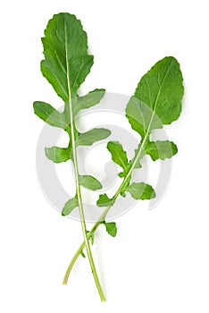 Arugula leaves