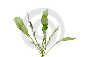 Arugula leaves isolated on white background. Fresh leafy green vegetable. Aromatic and vibrant, arugula leaves shine
