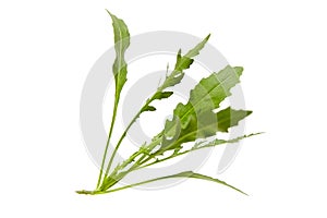 Arugula leaves isolated on white background. Fresh leafy green vegetable. Arugula leaves, a culinary treasure trove