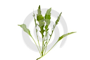 Arugula leaves isolated on white background. Fresh leafy green vegetable. Freshness abounds in every arugula leaf photo