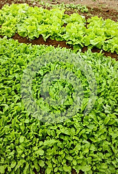 Arugula and lettuce bed