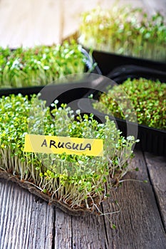 Arugula microgreen sprouts photo