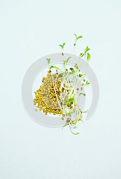 Arugula microgreen sprouts isolate on white background. Selective focus.