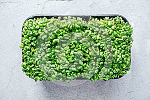 Arugula microgreens sprouts in plastic container top view