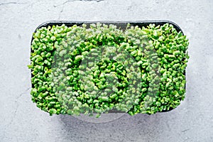 Arugula microgreens sprouts in plastic container top view photo