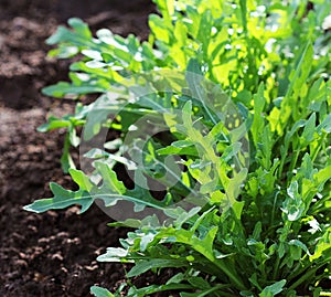 Arugula plant growing in organic vegetable garden.