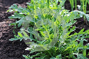 Arugula plant growing in organic vegetable garden.