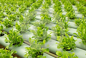 Arugula Plants growing in Hydroponic culture