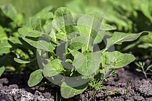 Arugula or rocket plant closeup