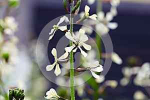 Arugula or Rucola flowers blooming