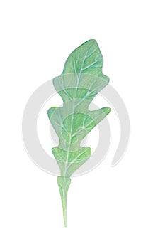 Arugula rucola, rocket salad fresh green leaf isolated on white background. Watercolor hand drawn illustration.Fresh