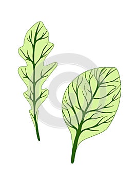 Arugula rucola rocket salad and spinach. Green leaves isolated on white background. Vector illustration. Fresh herbs