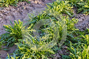 Arugula salad in a field in autumn