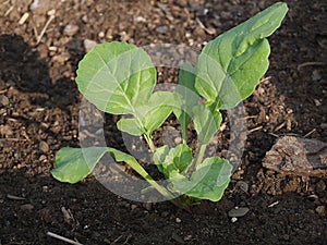 Arugula seedling (Eruca sativa)