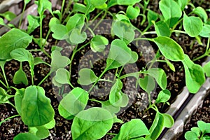 Arugula seedlings close up growing on the windowsill