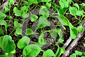 Arugula seedlings close up growing on the windowsill