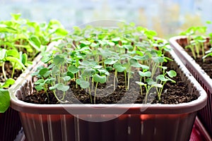 Arugula seedlings close up growing on the windowsill