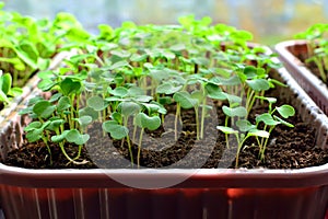 Arugula seedlings close up growing on the windowsill