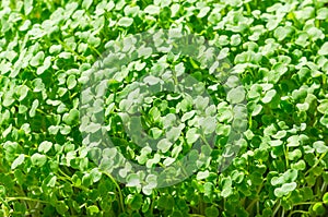 Arugula sprouts, close up, garden rocket microgreens, Eruca vesicaria