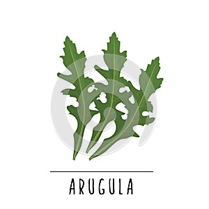 arugula vector illustration. Herbs and spices