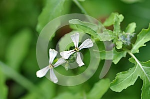 Arugula White and Purple Flower Salad Rocket