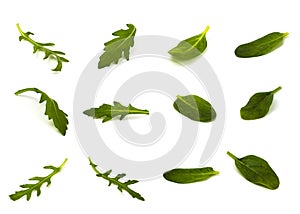 Arugula and wild lettuce leaves in different angles on a white background