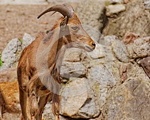 Arui sheep in zoo