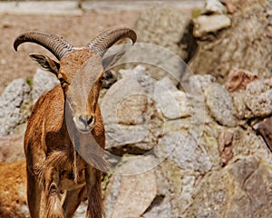 Arui sheep in zoo