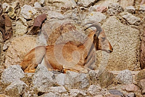 Arui sheep in zoo