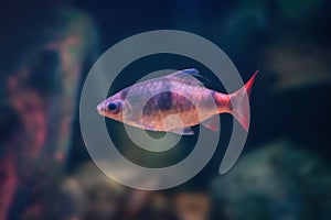 Arulius Barb - Freshwater fish