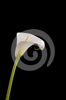 Arum or Calla Lilly against black background