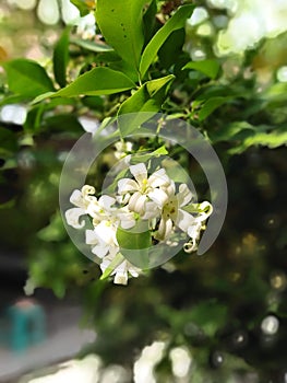 Arum Dalu flower in Indonesia