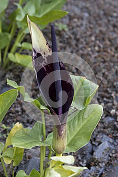 Arum dioscoridis