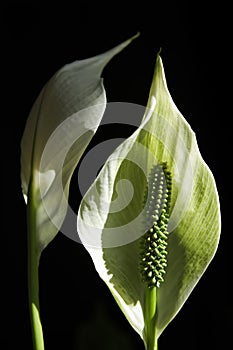 Arum Lilies