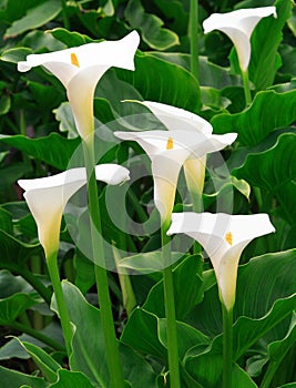 Arum Lilies photo