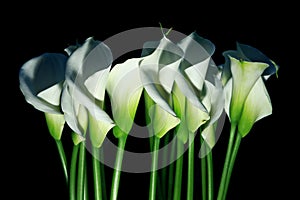 Arum lilies (Zantedeschia aethiopica) a.k.a. calla photo