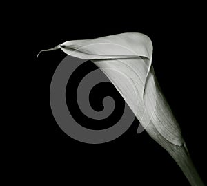 Arum lilly photo