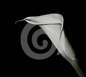 Arum lilly